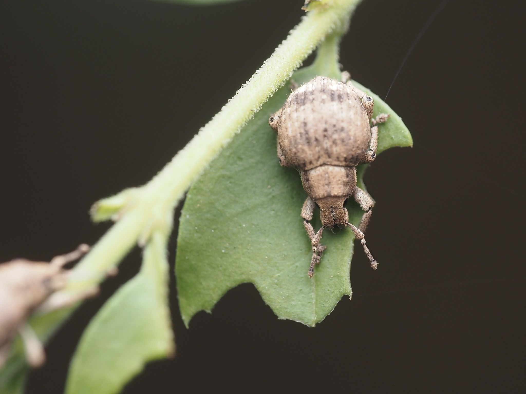 Callirhopalus bifasciatus