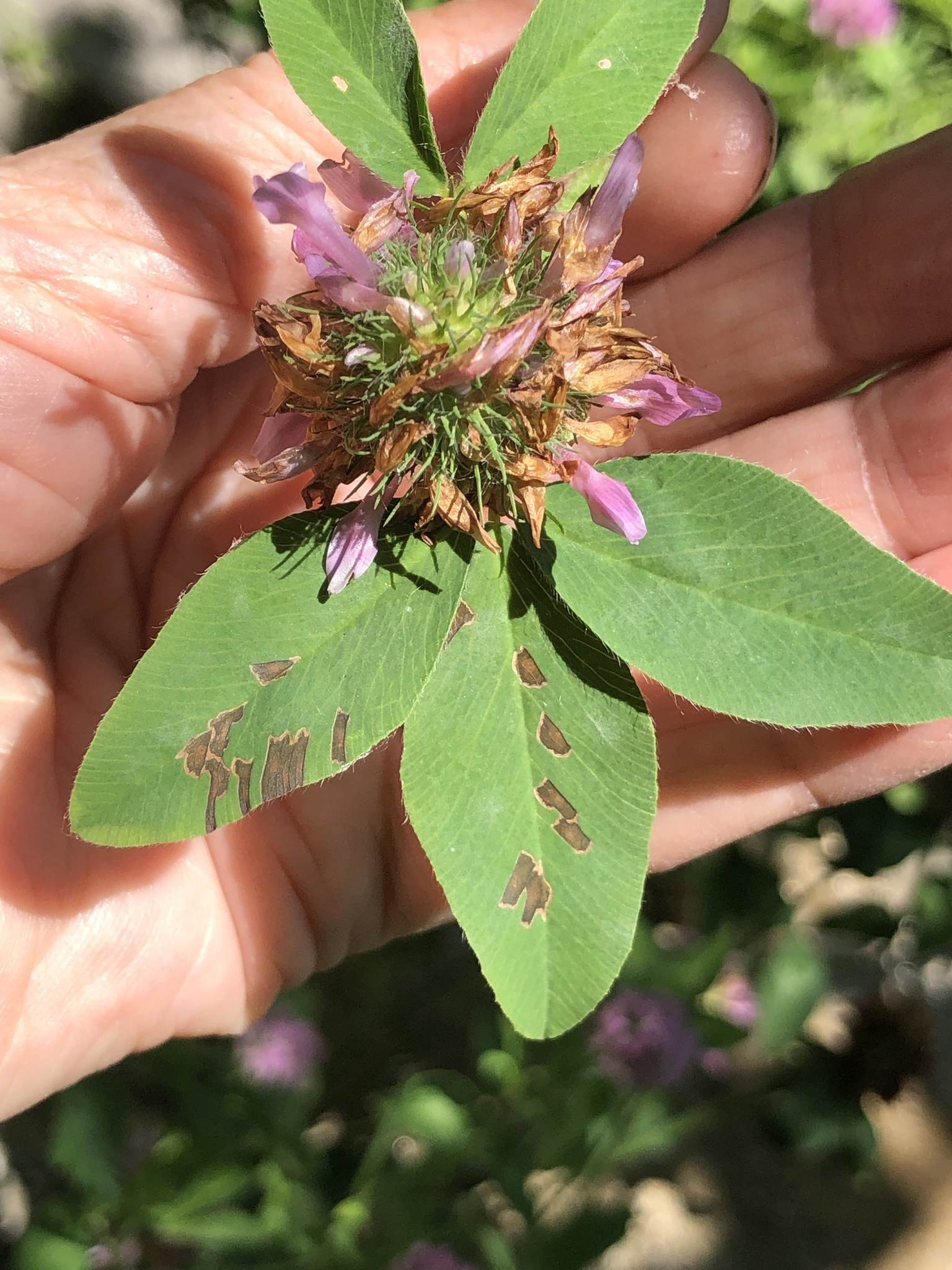 Cercospora zebrina