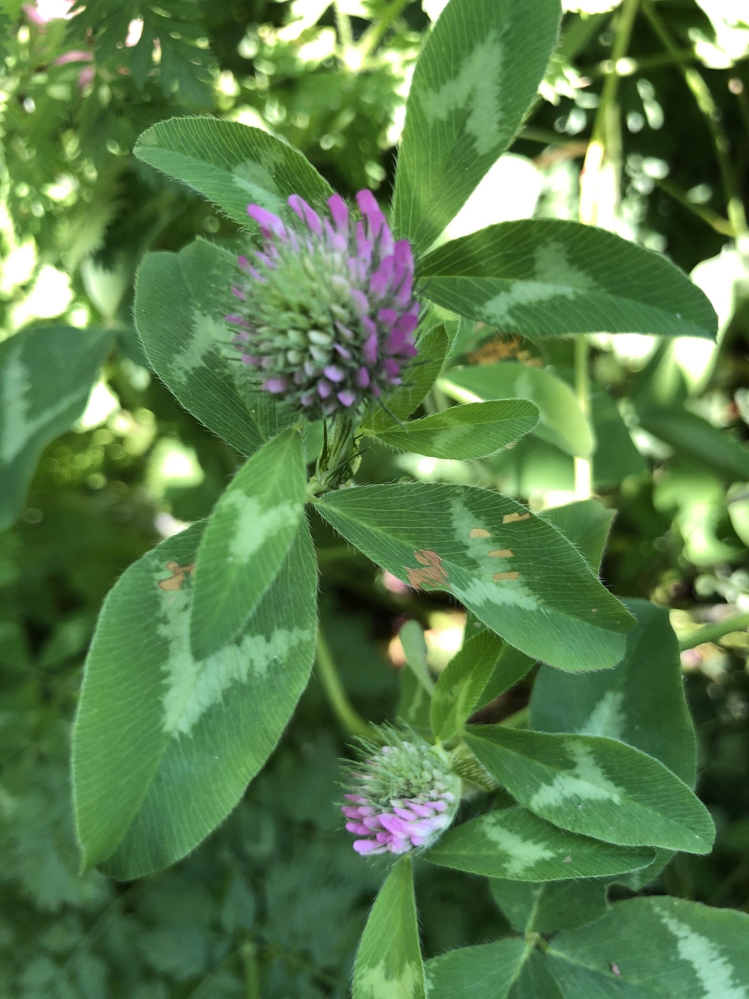 Cercospora zebrina