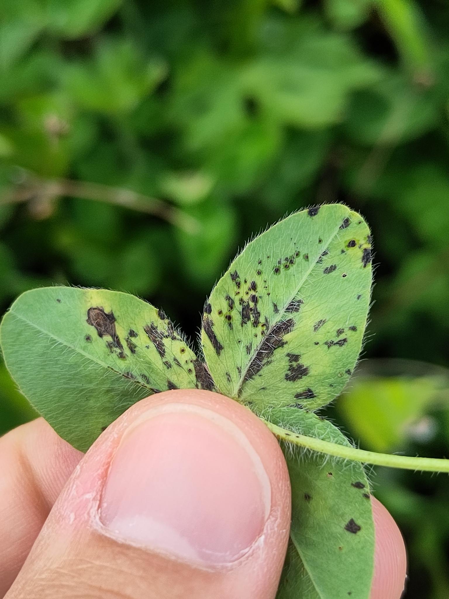 Cercospora zebrina