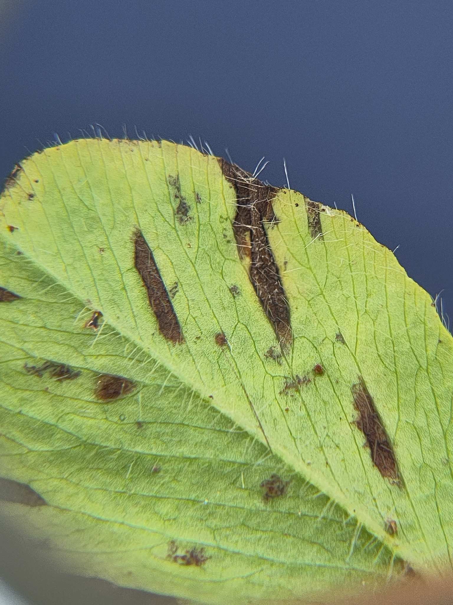 Cercospora zebrina