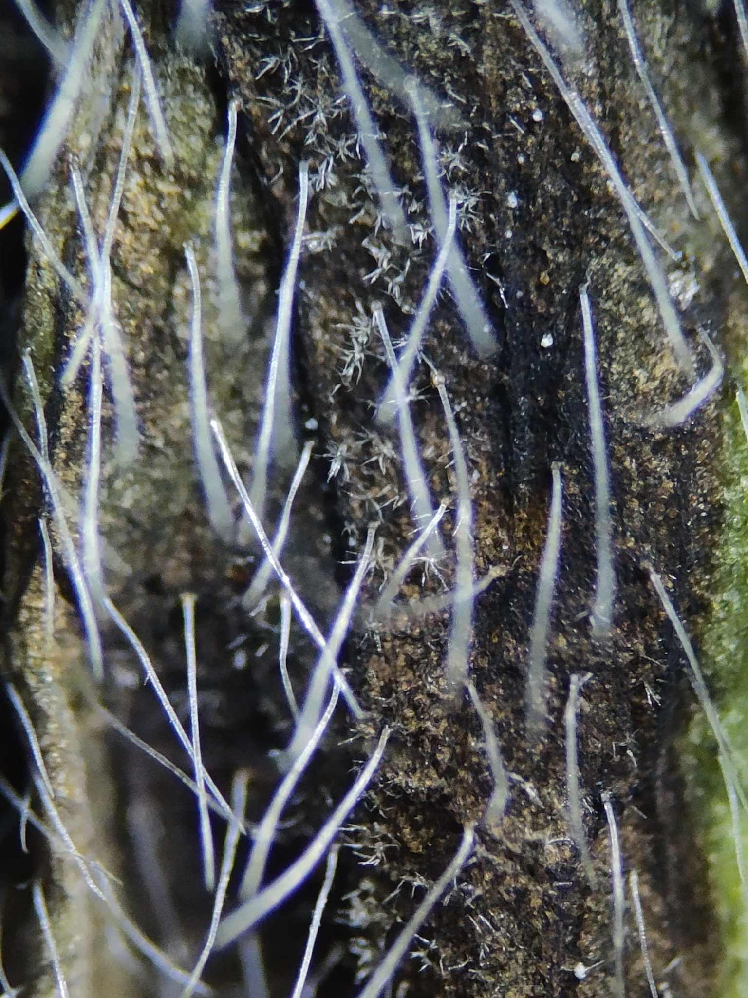 Cercospora zebrina