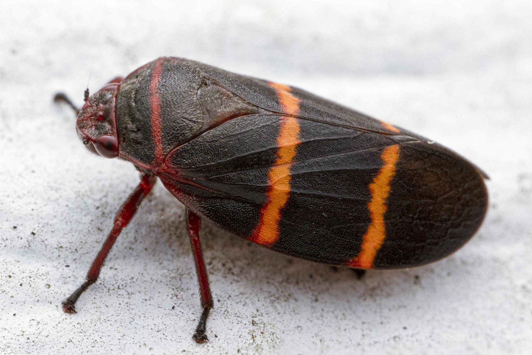 Prosapia bicincta