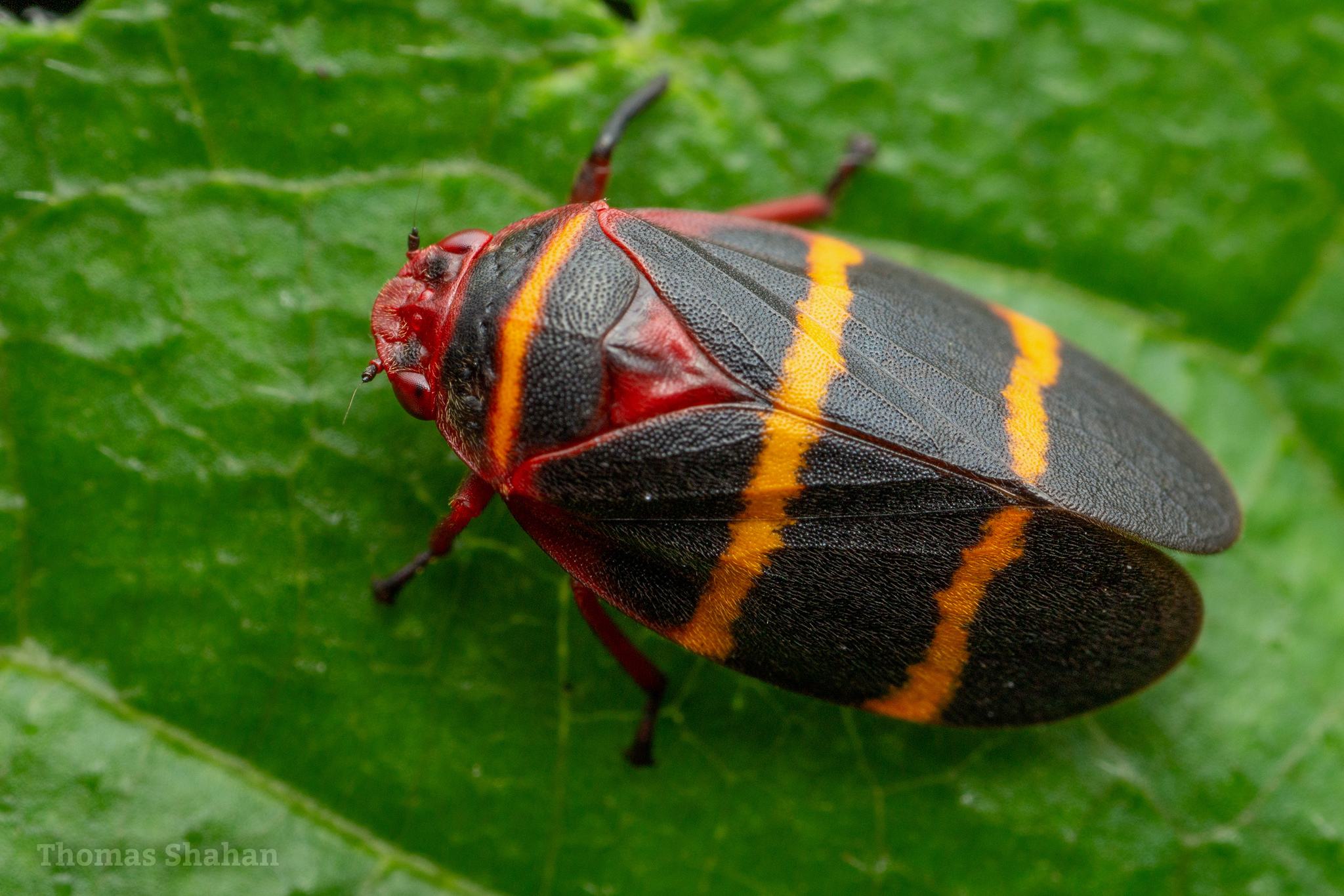 Prosapia bicincta