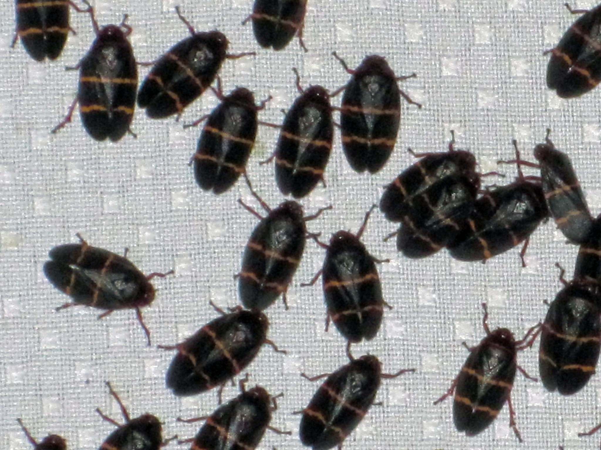 Prosapia bicincta