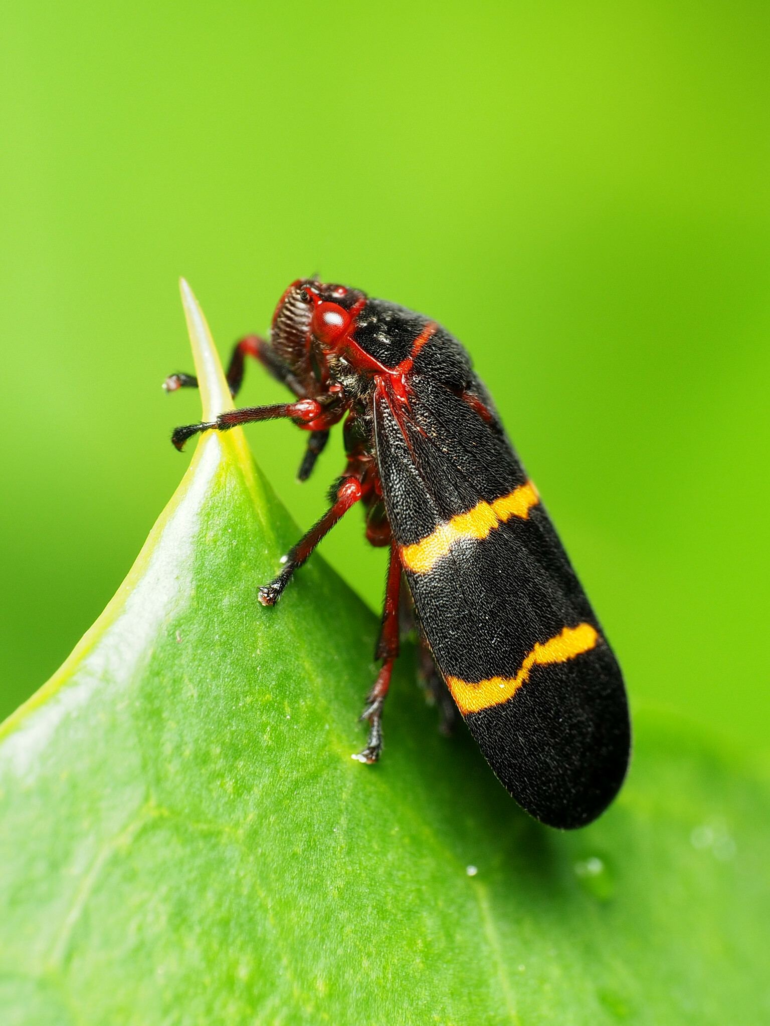 Prosapia bicincta
