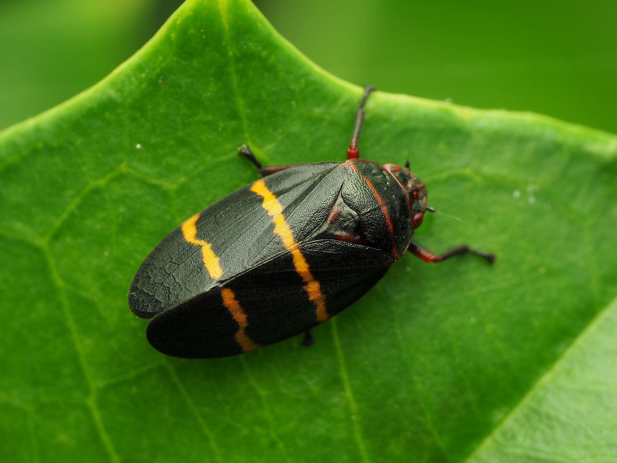 Prosapia bicincta