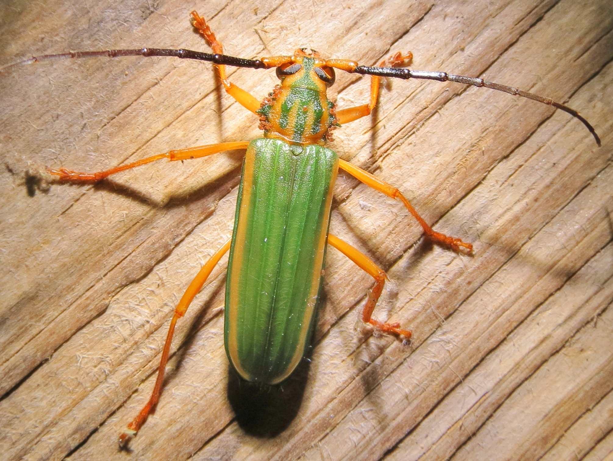 Chlorida festiva