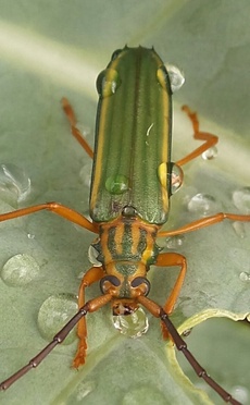 Chlorida festiva
