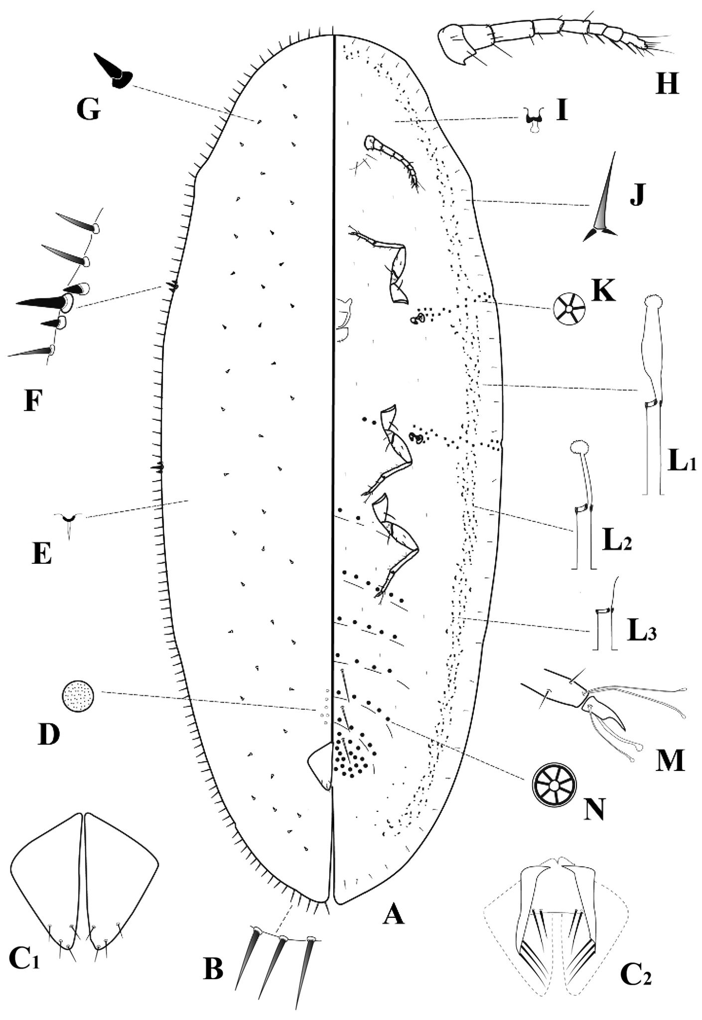 Pulvinaria tenuivalvata
