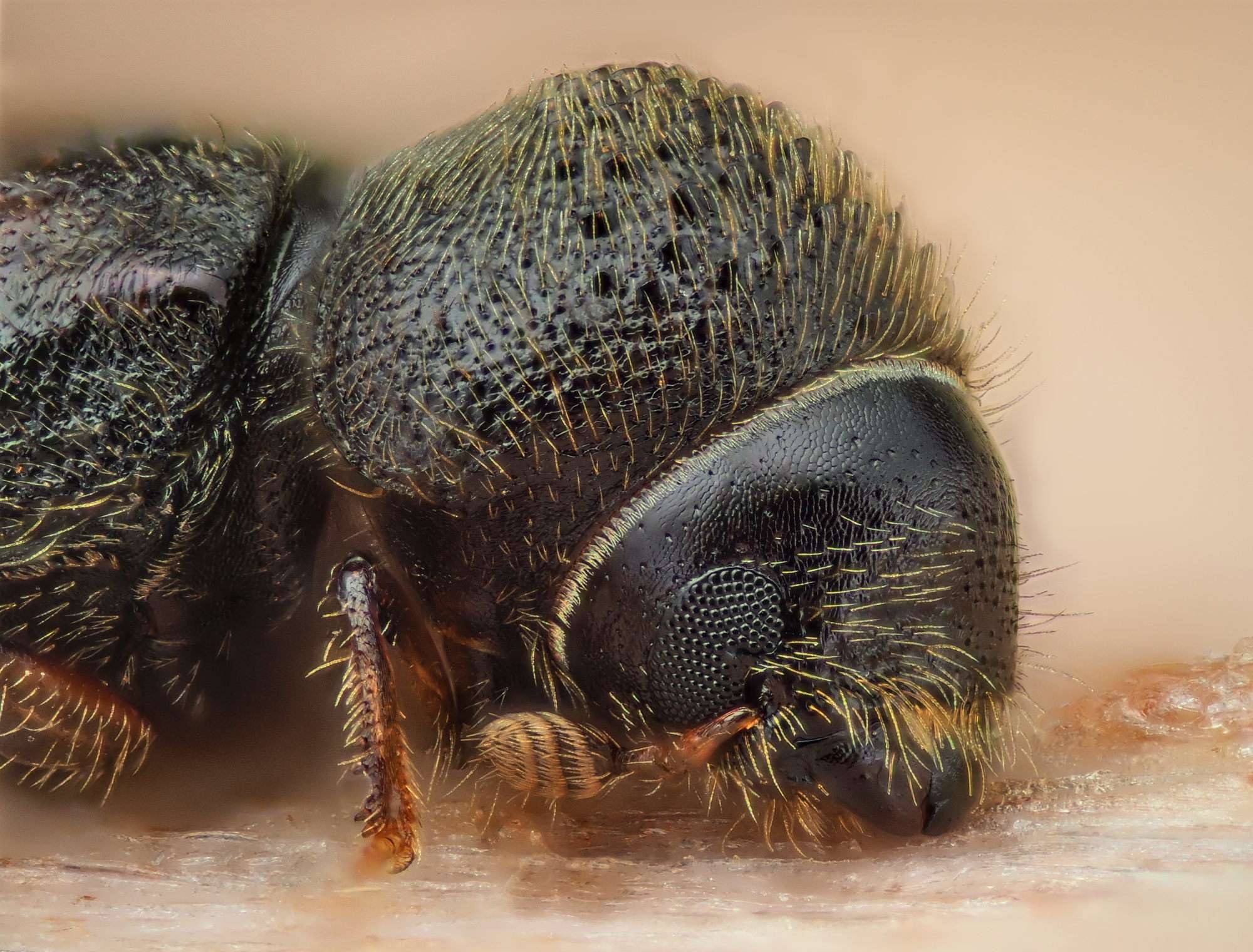 Cryphalus