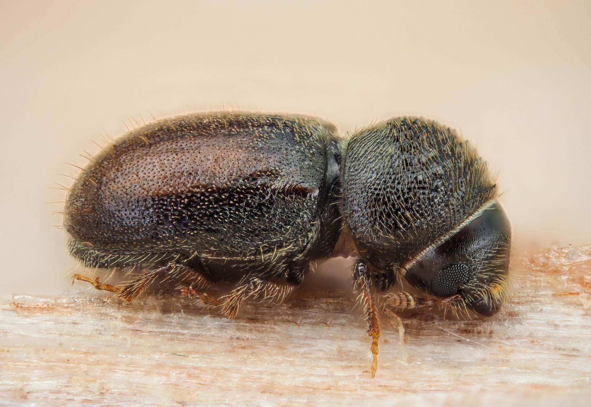Cryphalus
