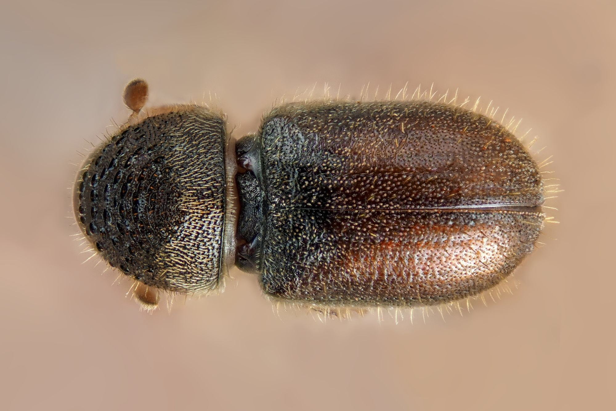 Cryphalus