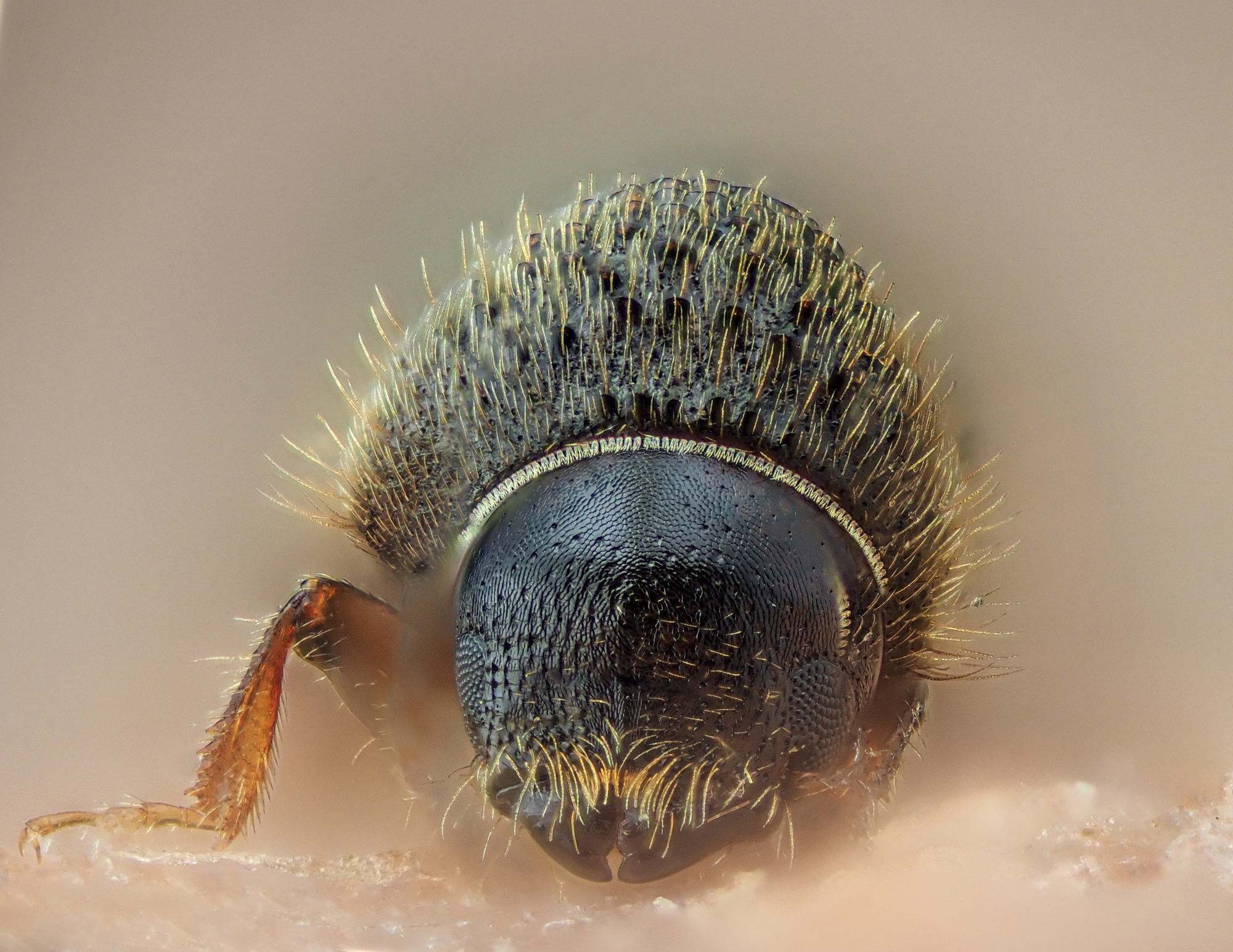 Cryphalus