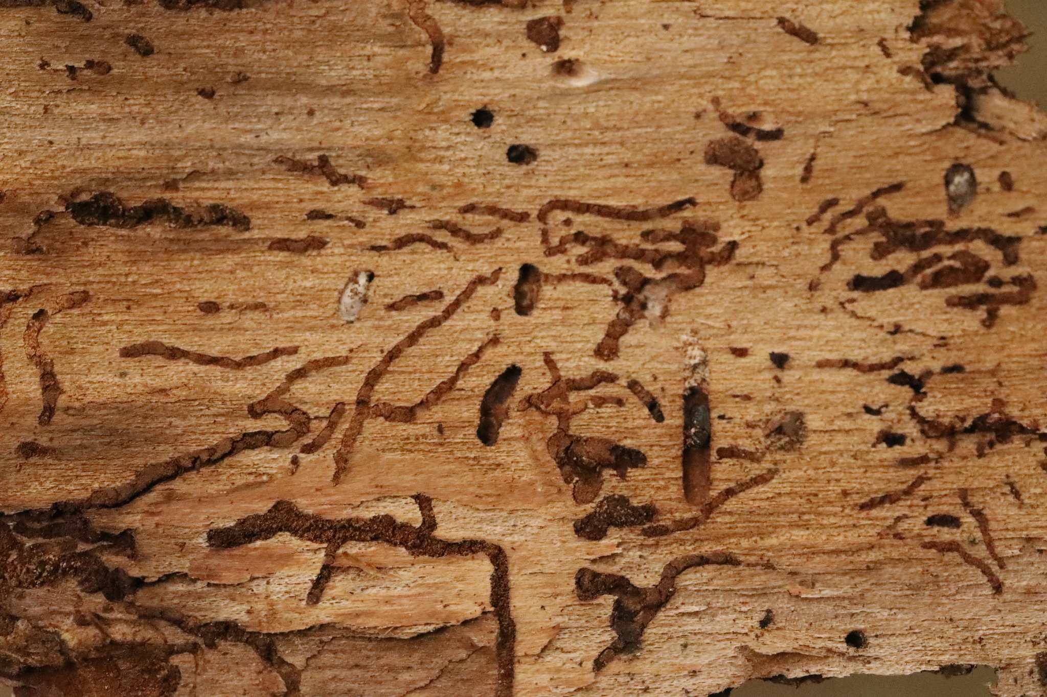 Cryphalus