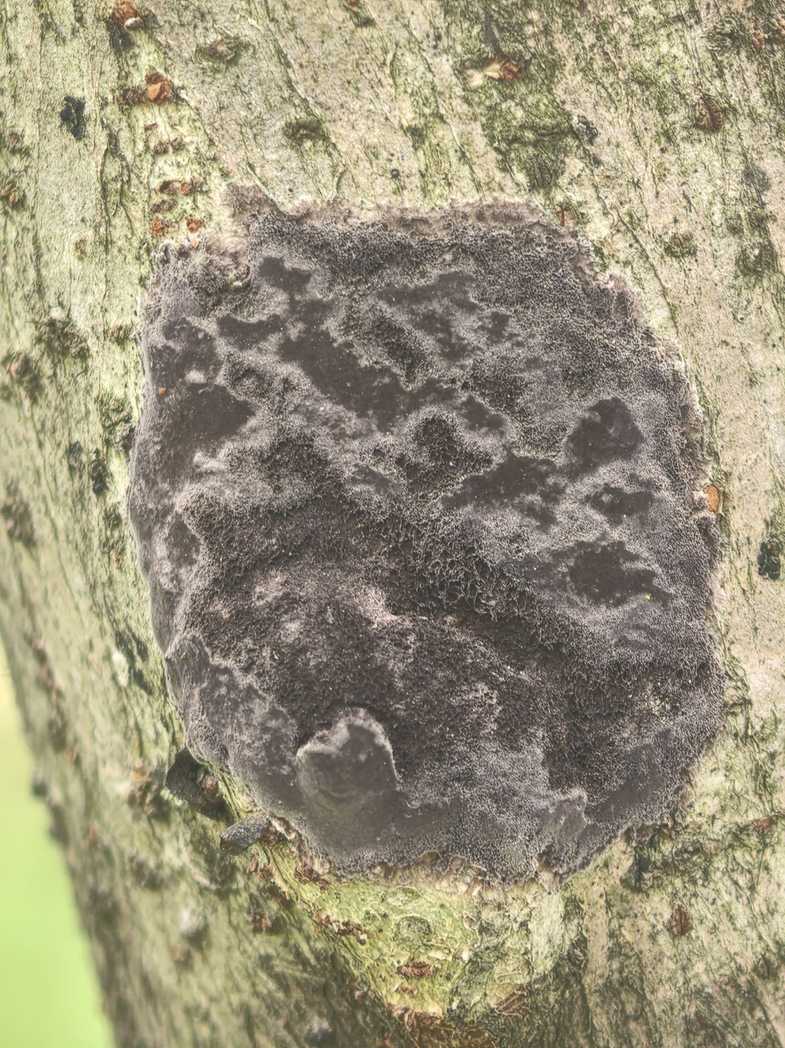 Septobasidium bogoriense