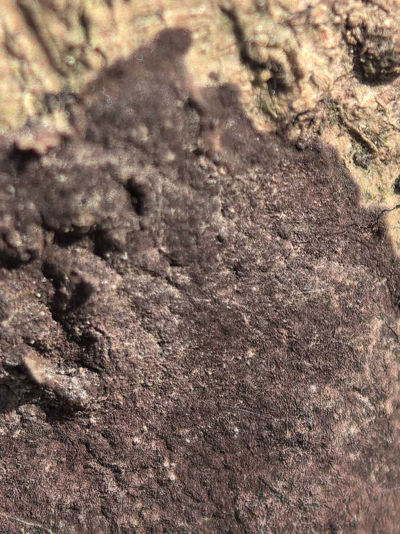Septobasidium bogoriense