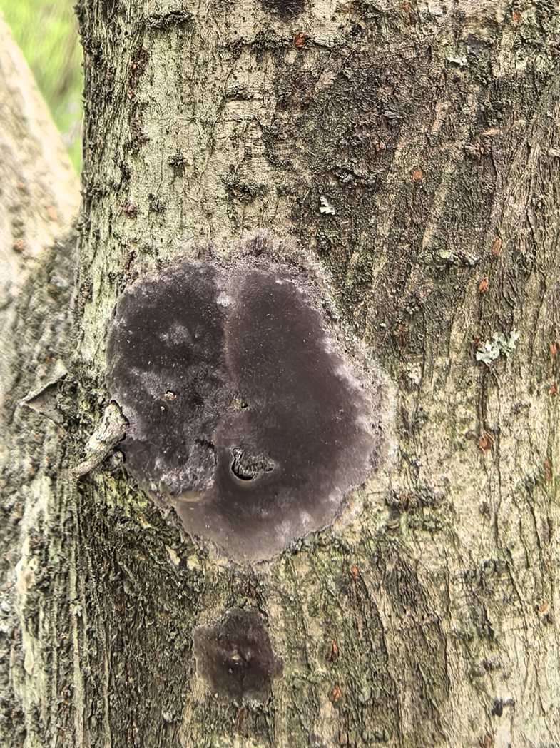 Septobasidium bogoriense
