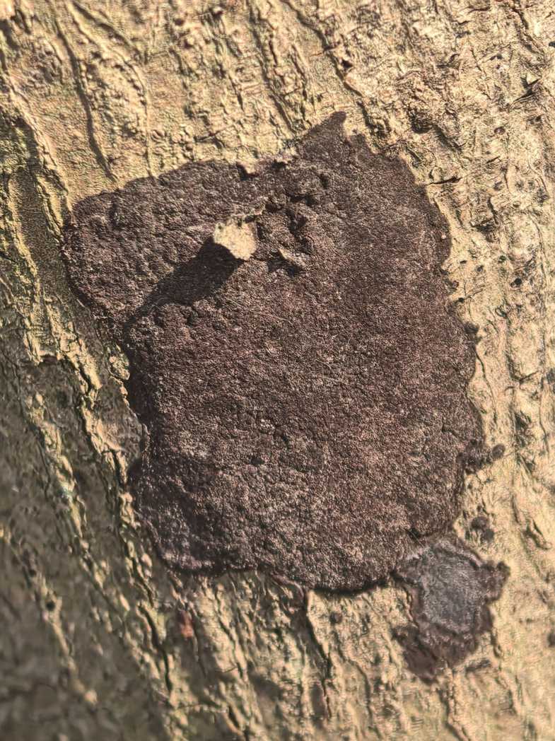 Septobasidium bogoriense
