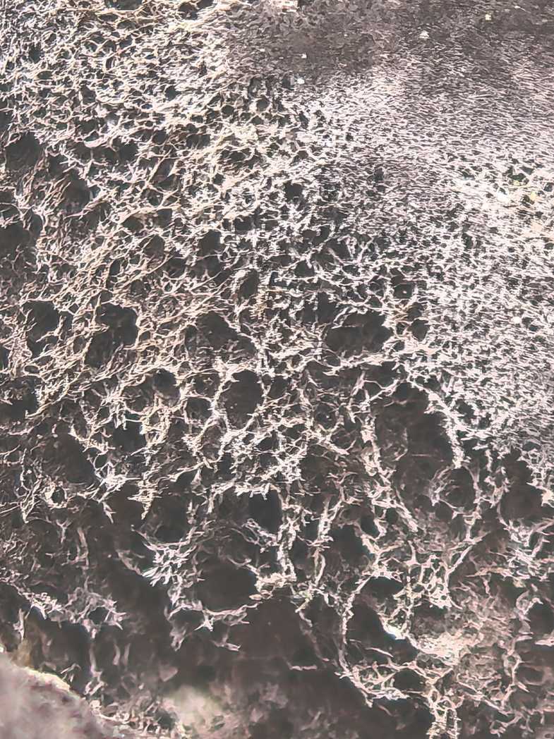 Septobasidium bogoriense