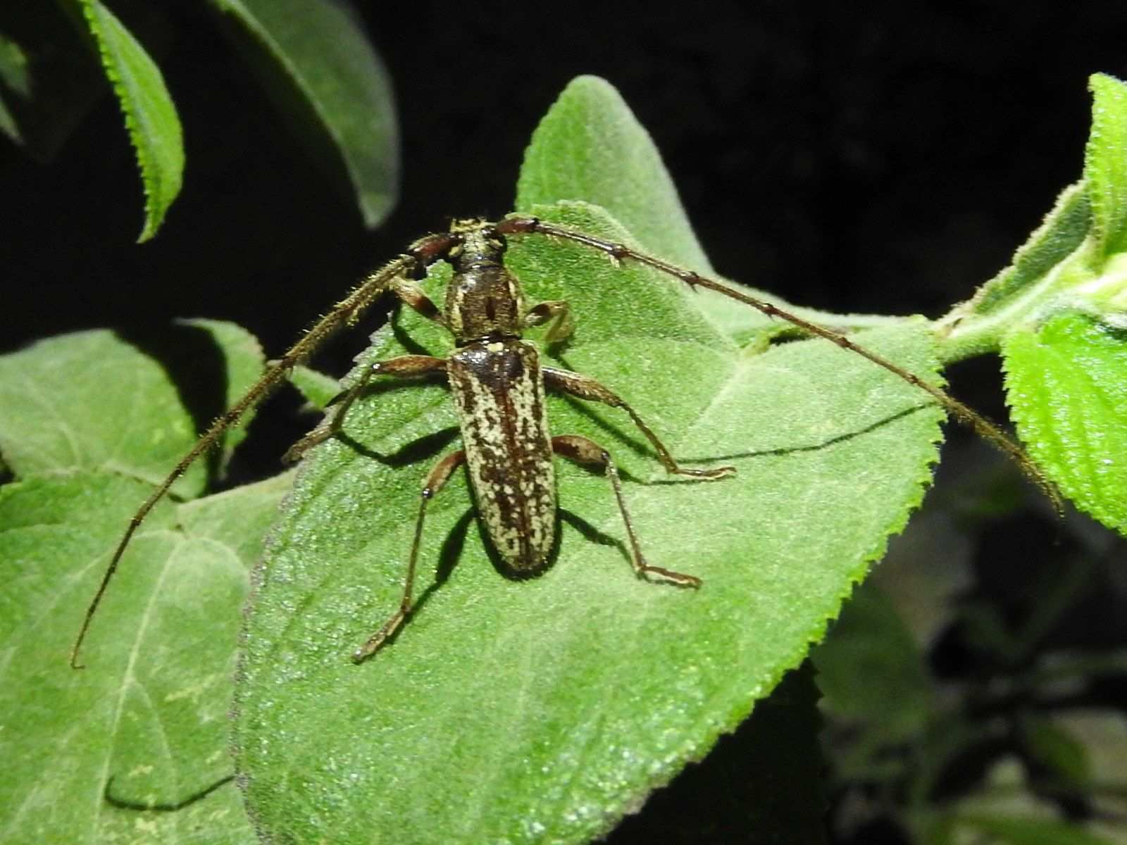 Trichophoroides