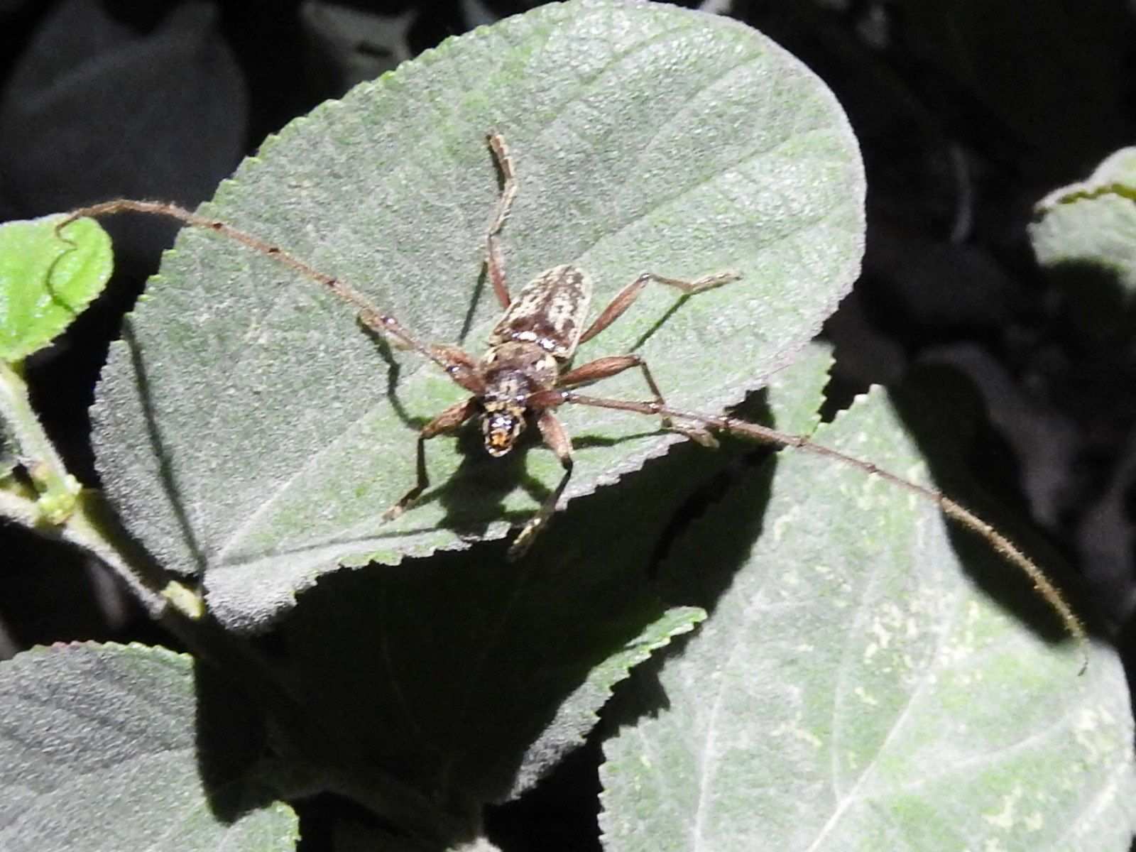 Trichophoroides