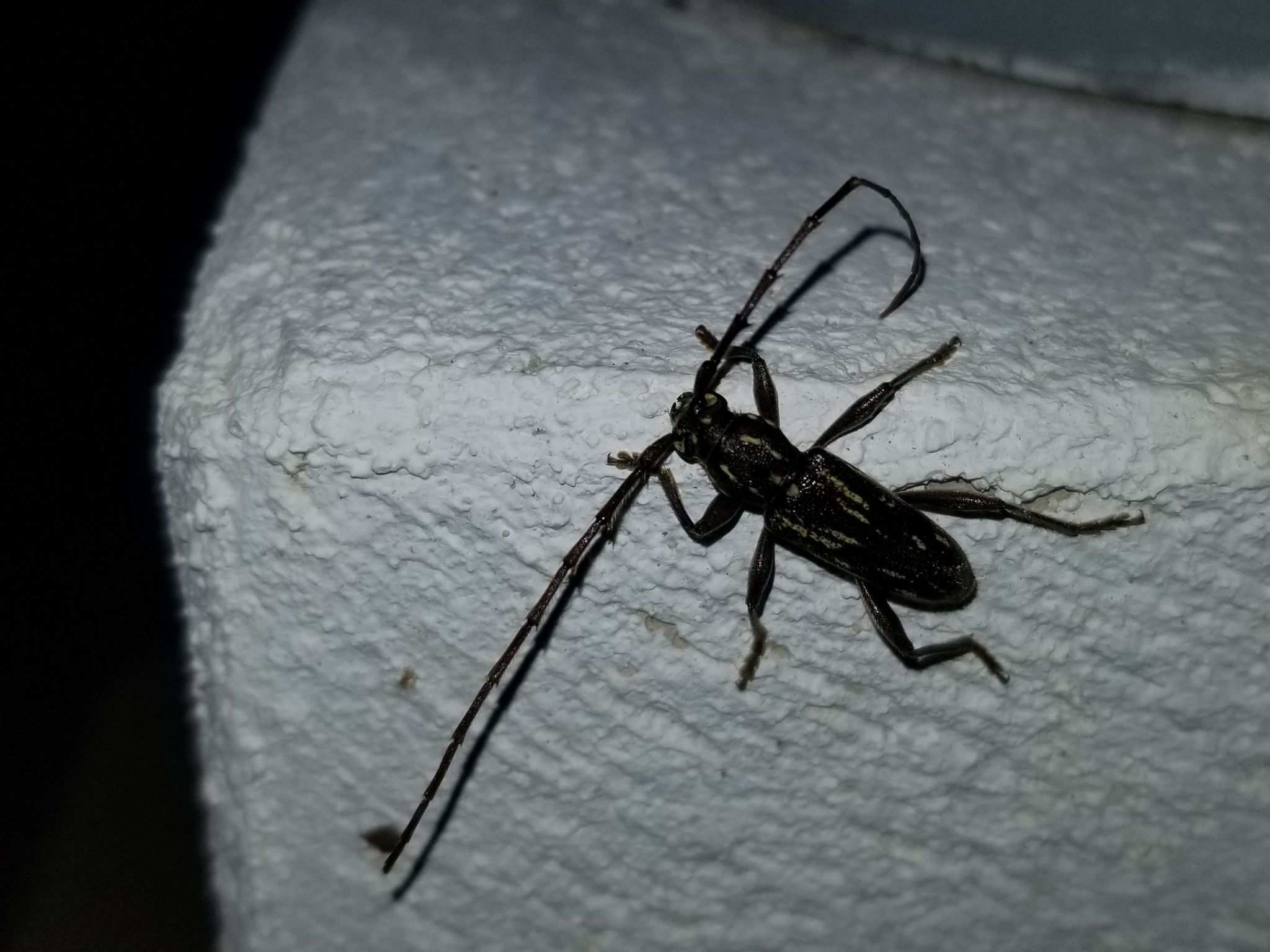 Trichophoroides