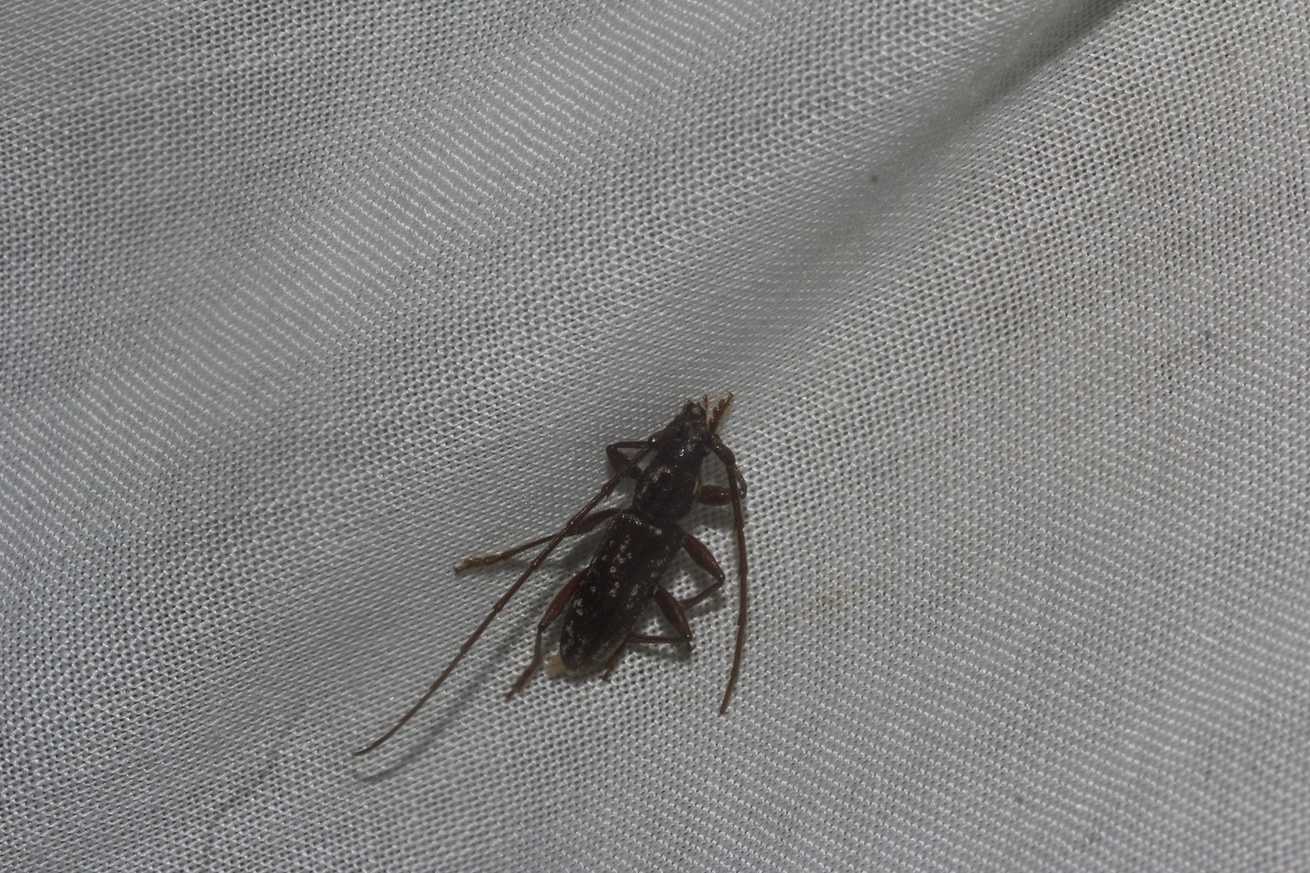 Trichophoroides