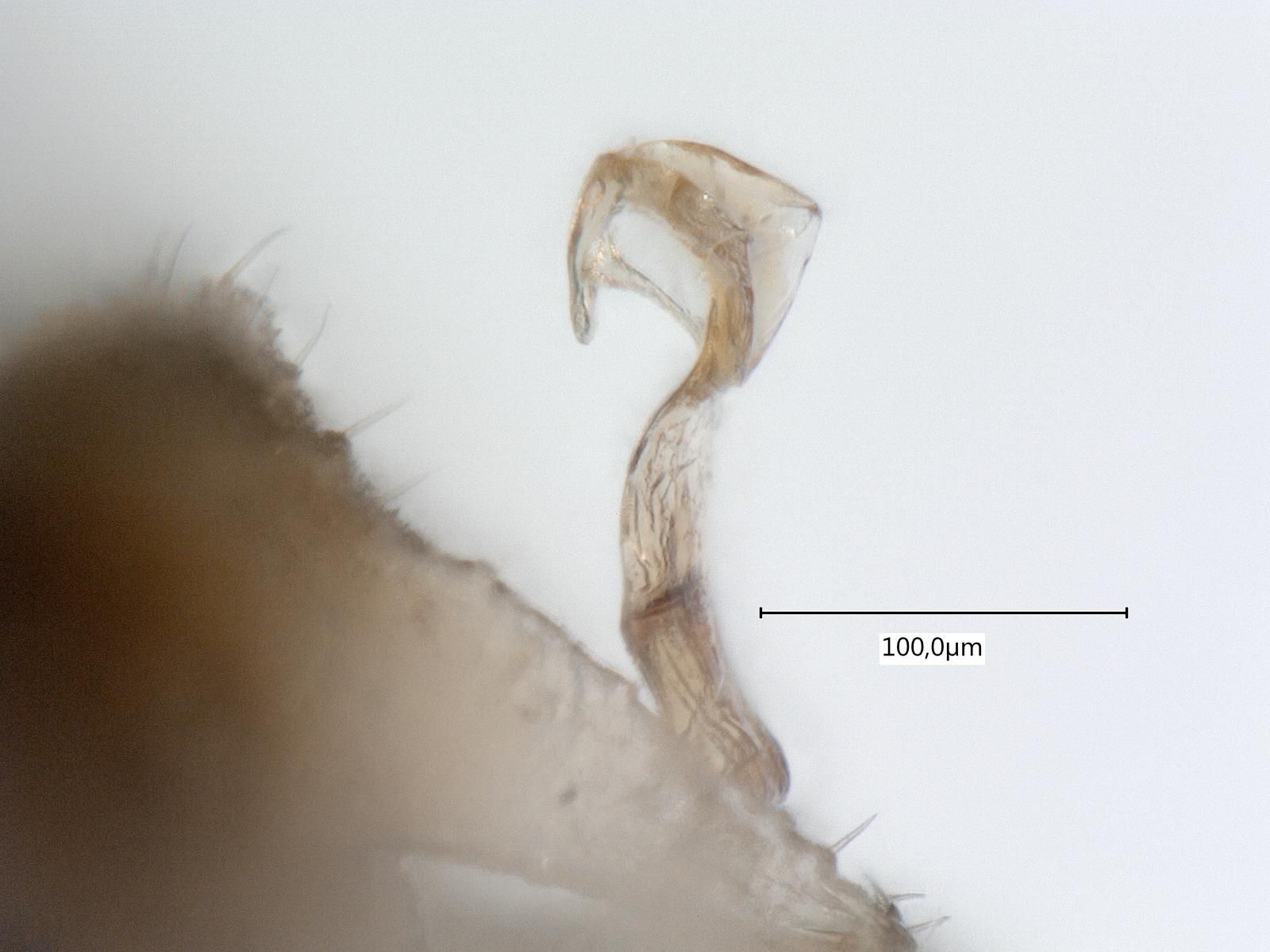 Aphalara calthae