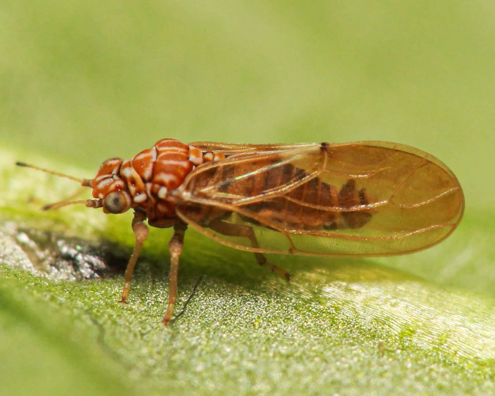 Aphalara calthae