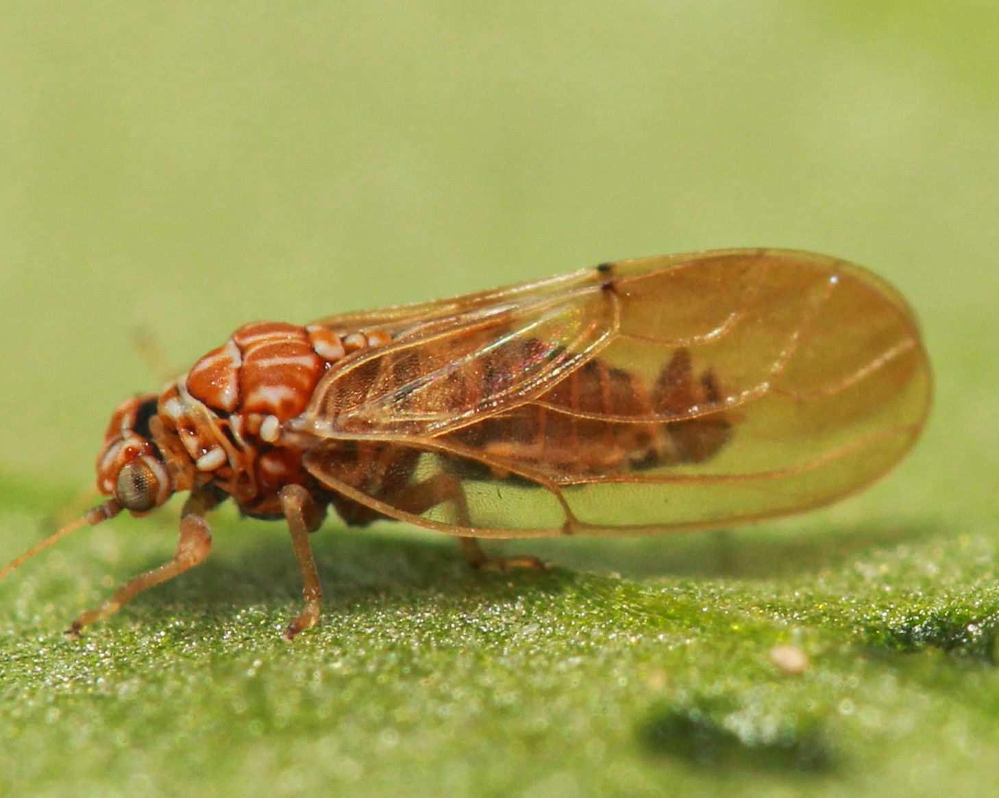 Aphalara calthae