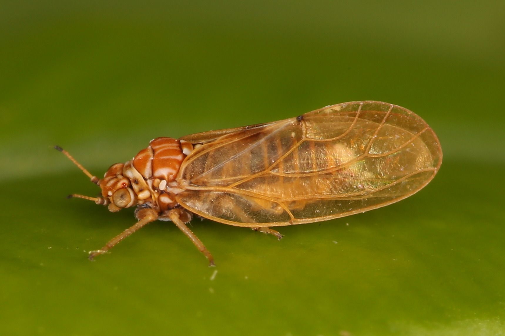 Aphalara calthae