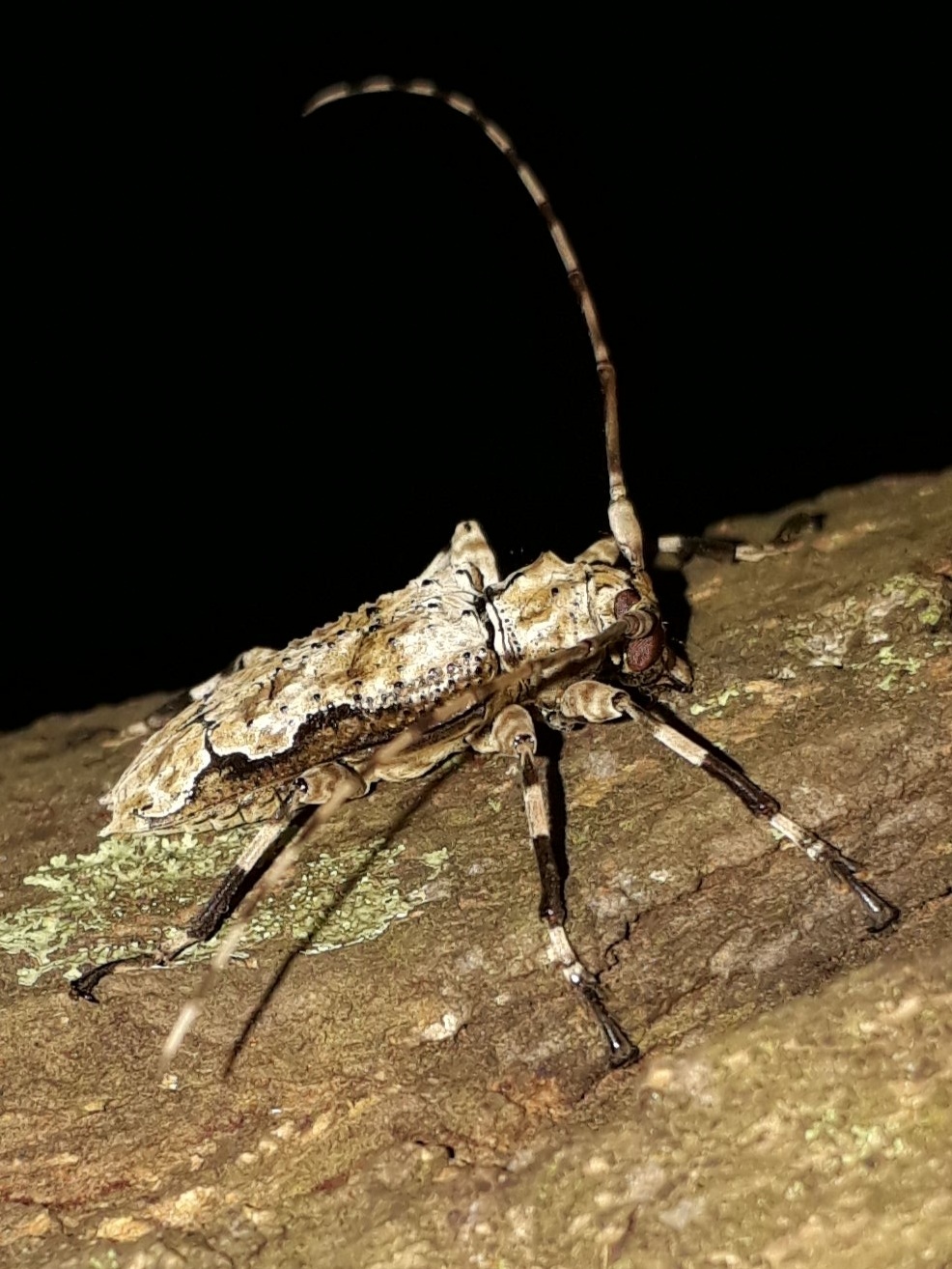Oreodera