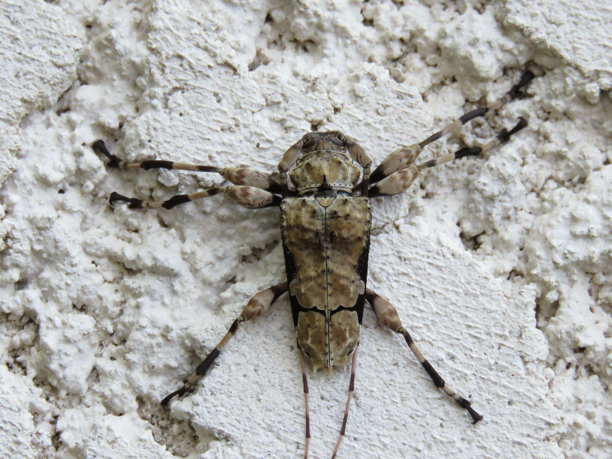 Oreodera