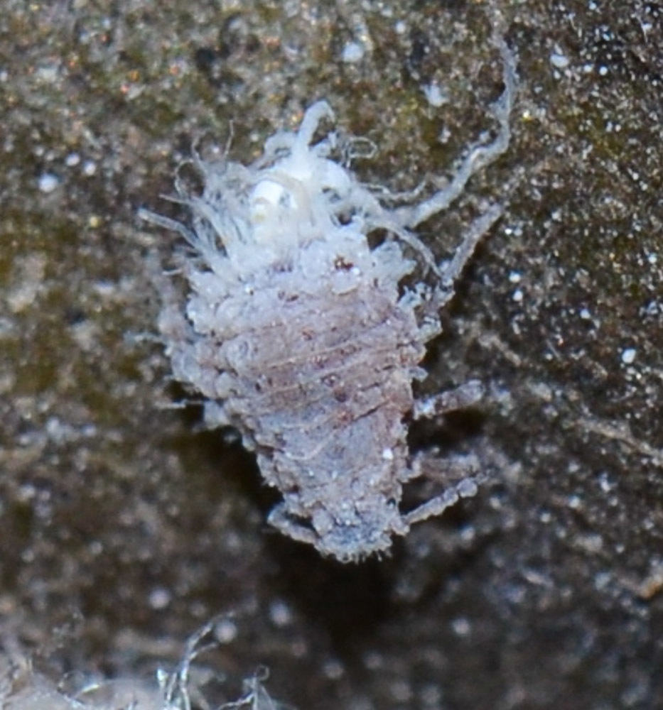 Eriosoma lanigerum