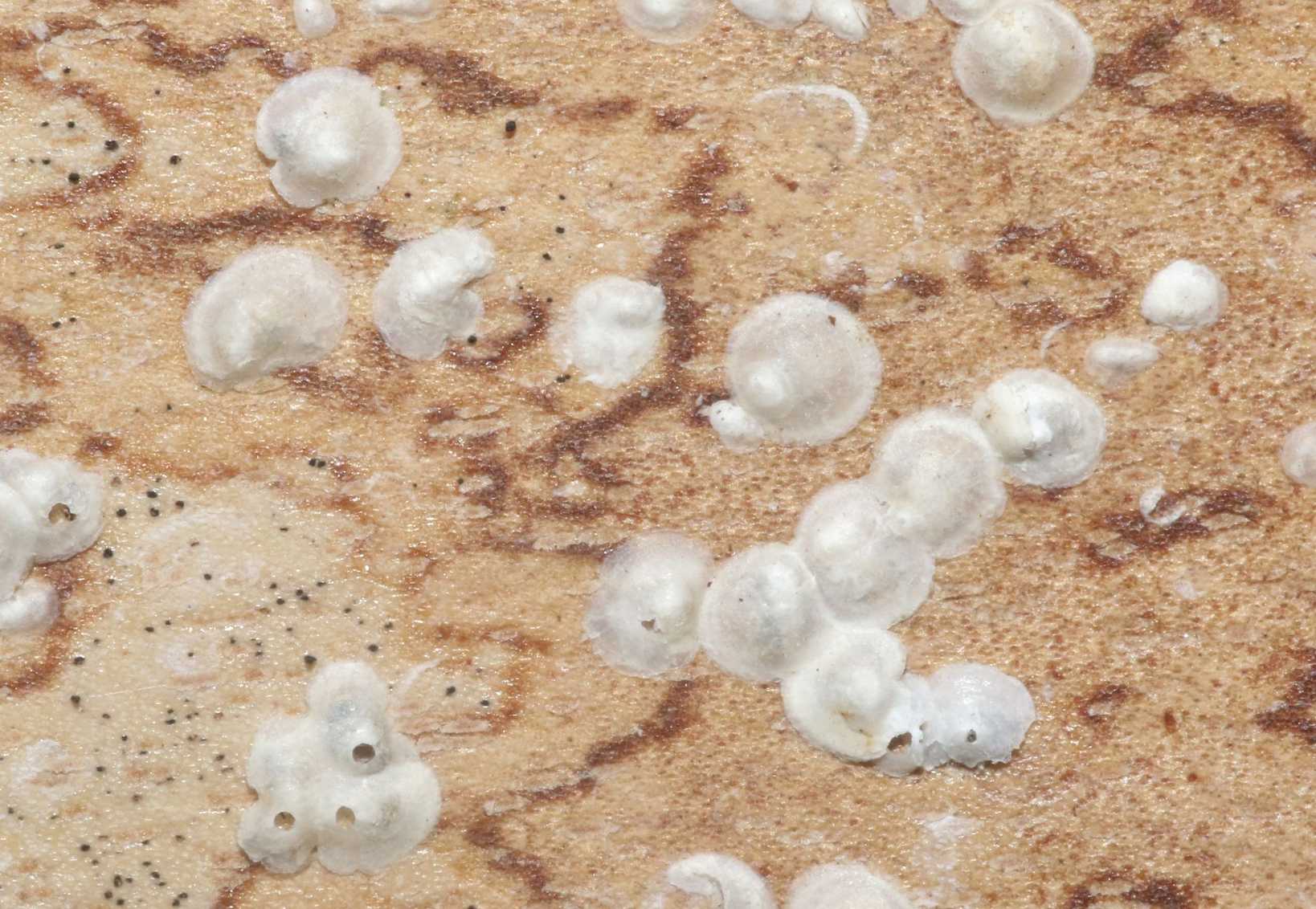 Comstockiella sabalis