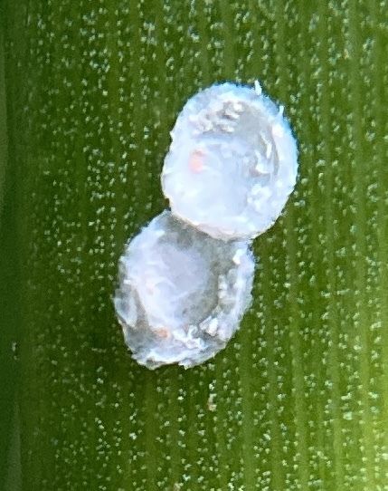 Comstockiella sabalis