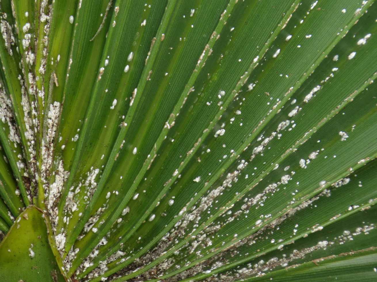 Comstockiella sabalis
