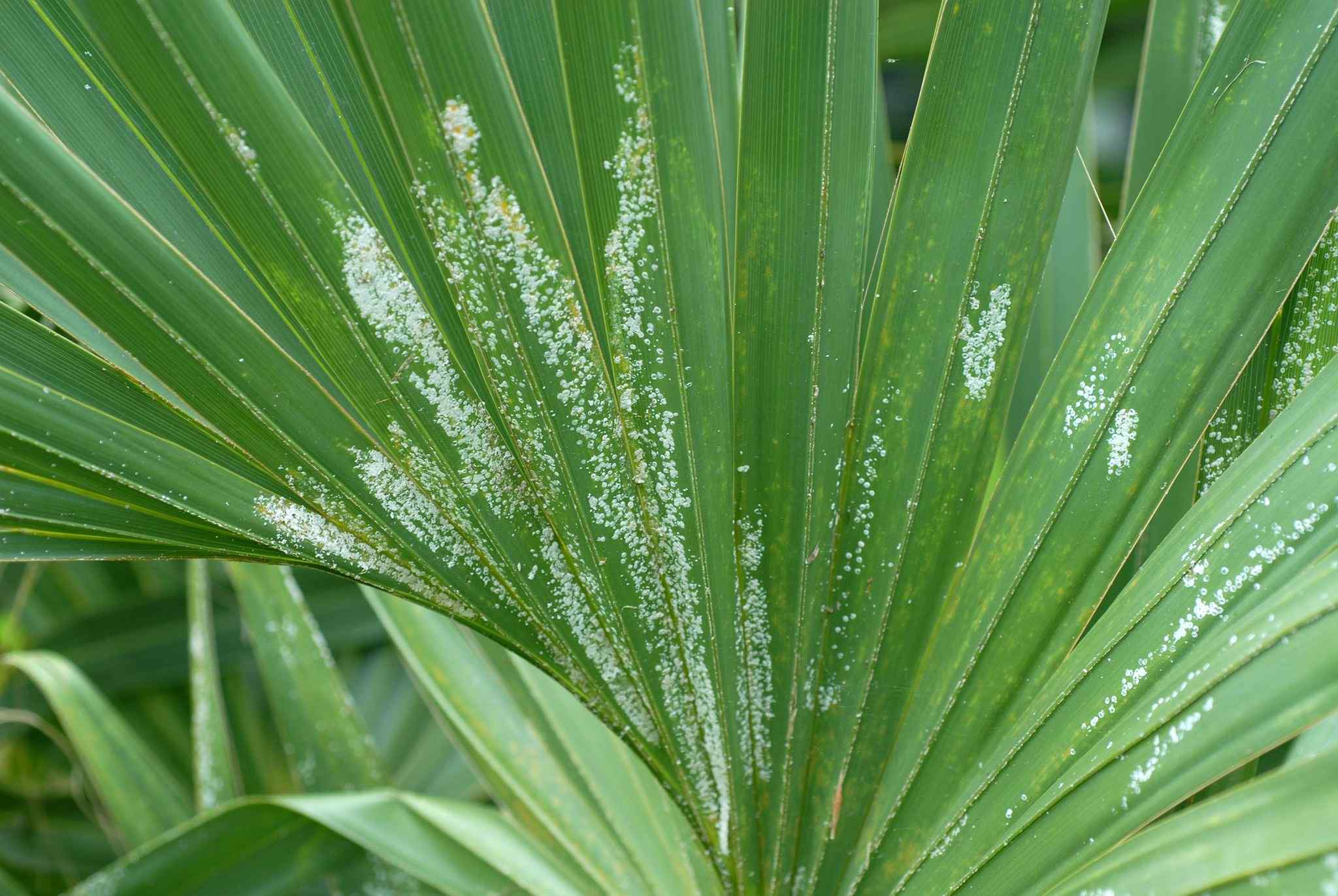 Comstockiella sabalis