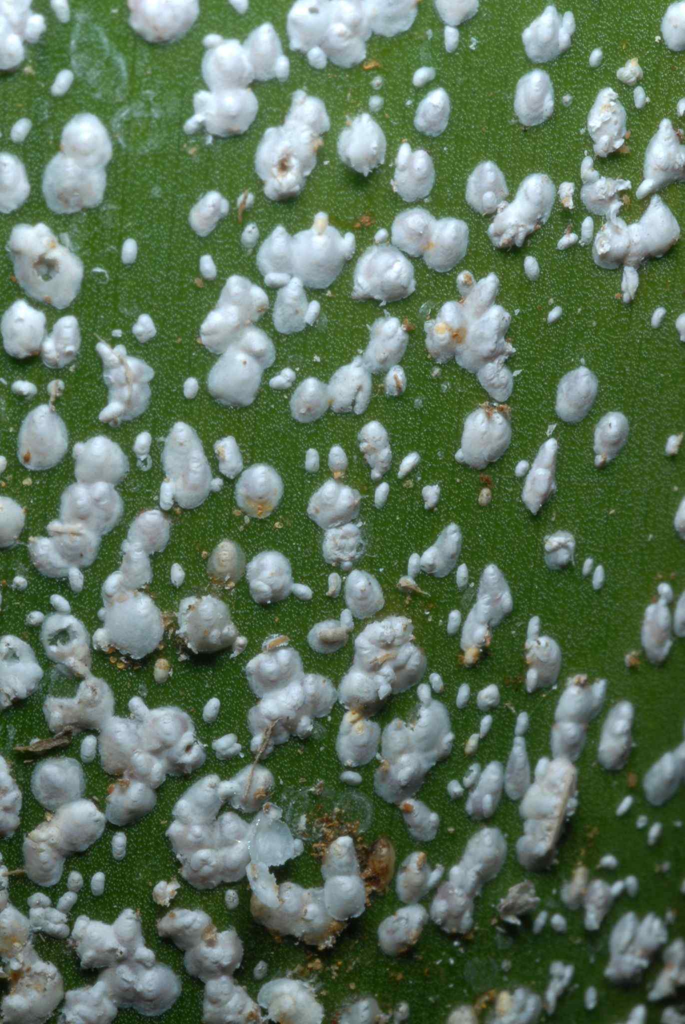 Comstockiella sabalis