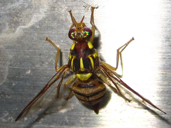 Zeugodacus depressus