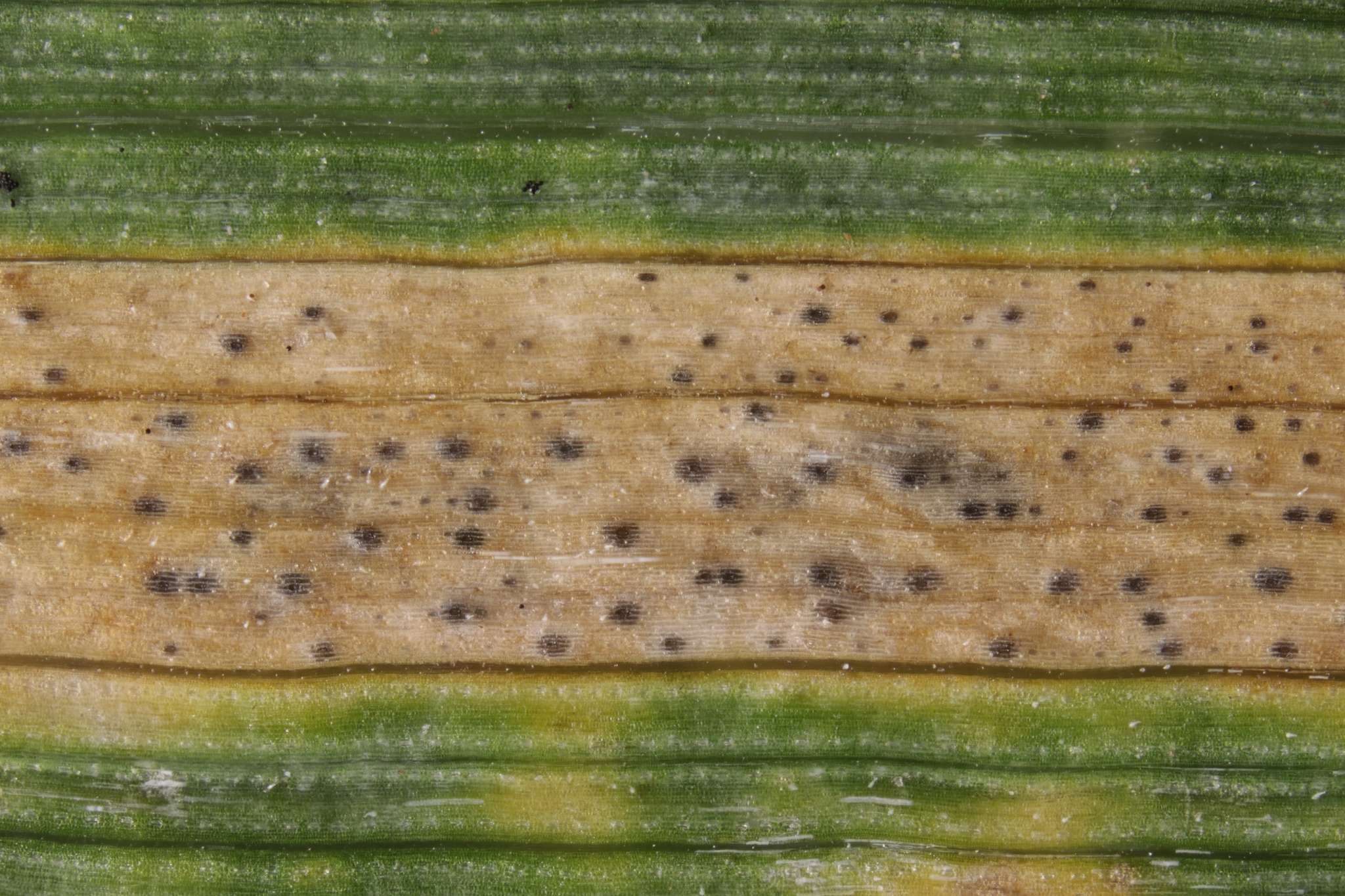 Zymoseptoria tritici