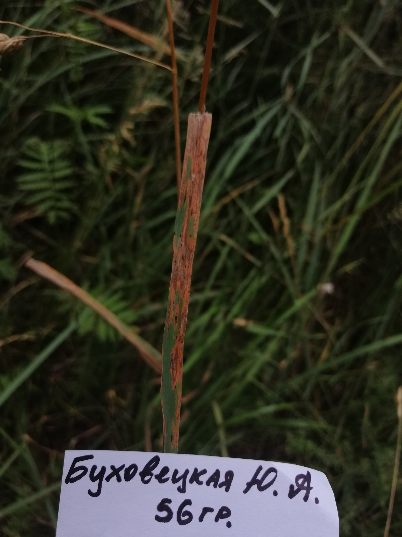 Zymoseptoria tritici