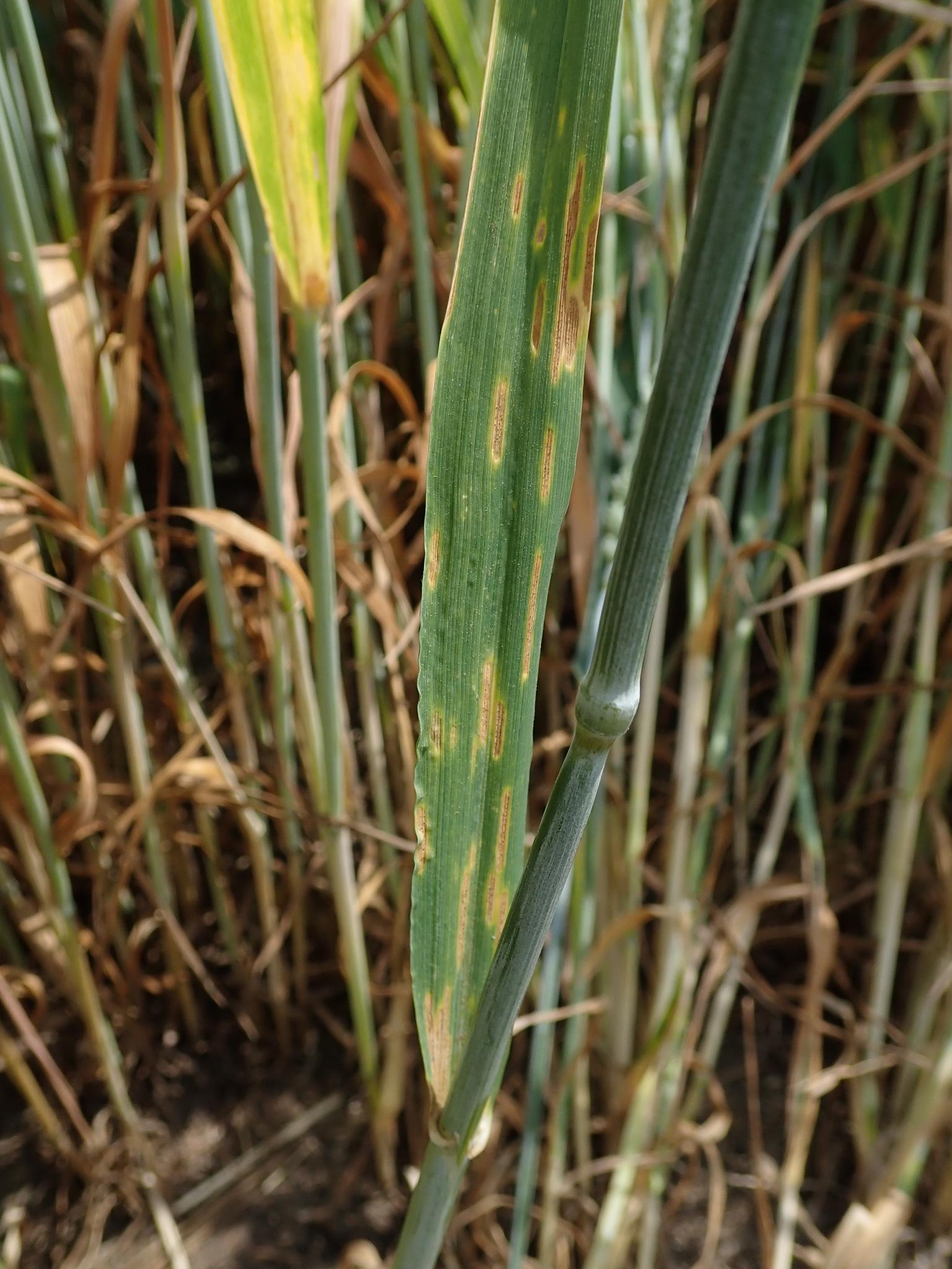 Zymoseptoria tritici