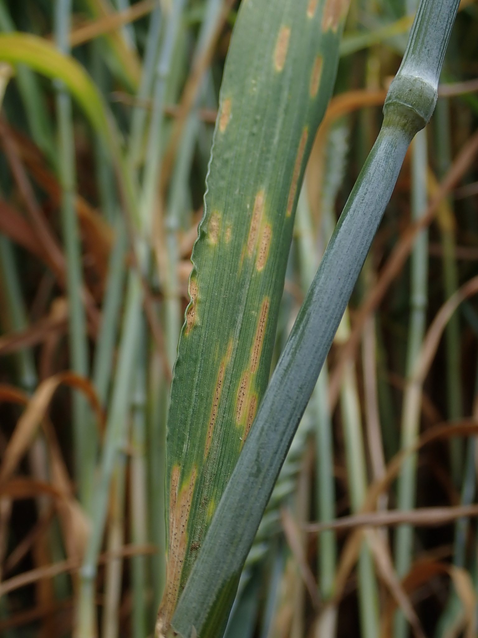 Zymoseptoria tritici