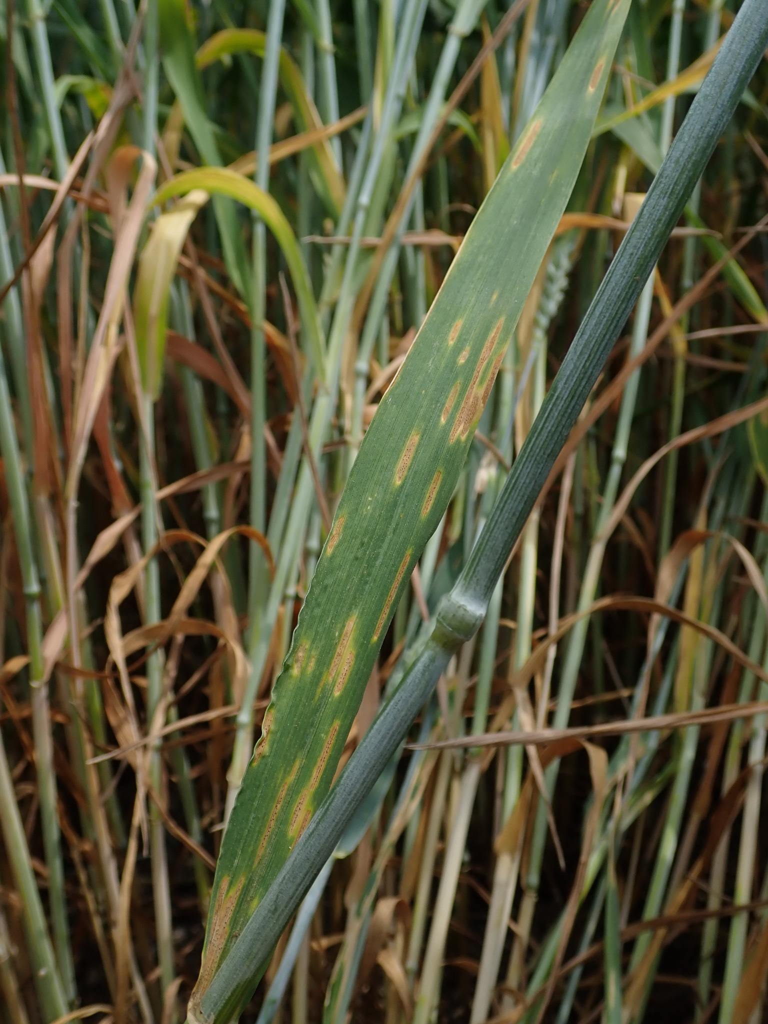 Zymoseptoria tritici