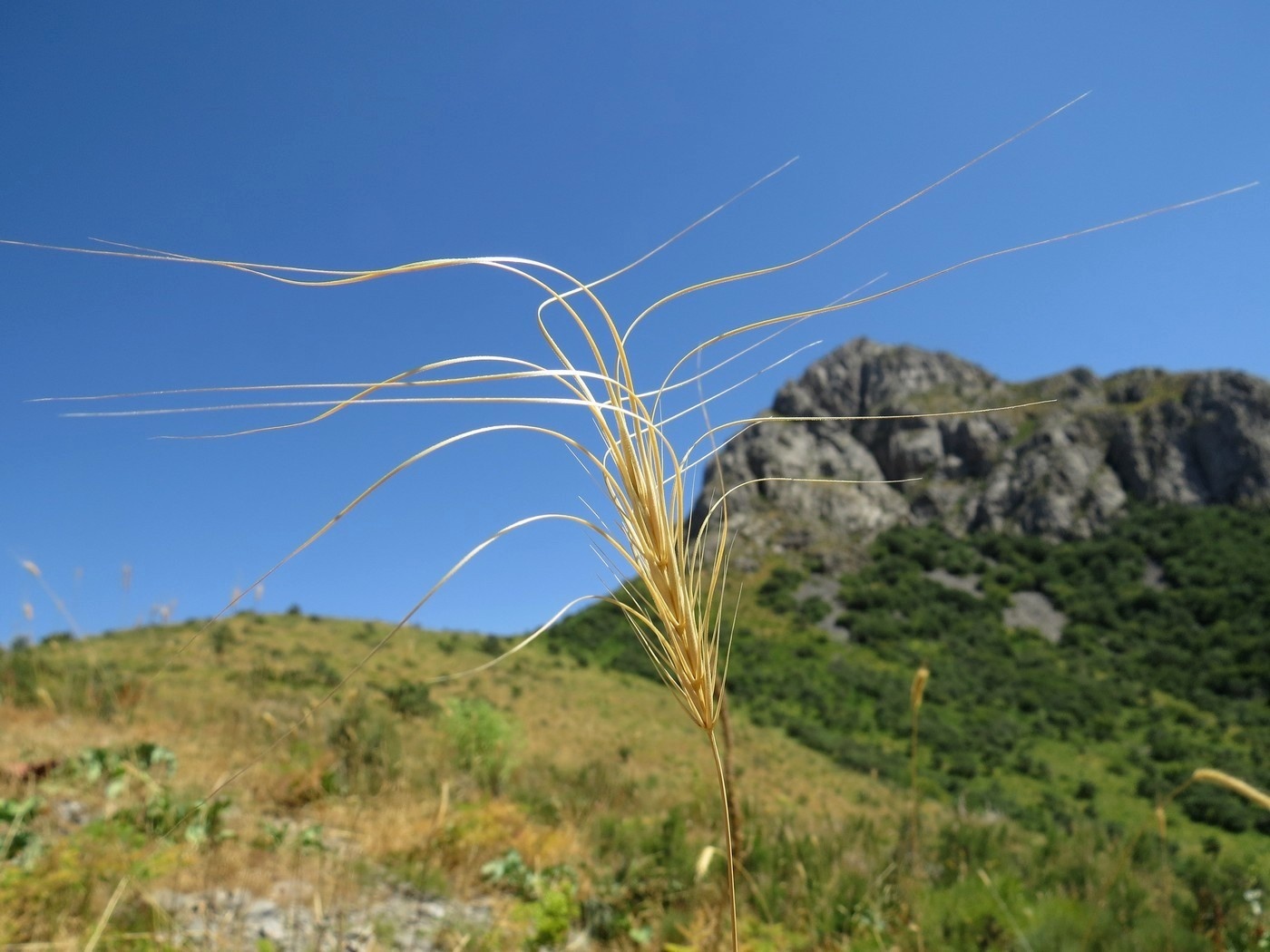 Taeniatherum caput-medusae