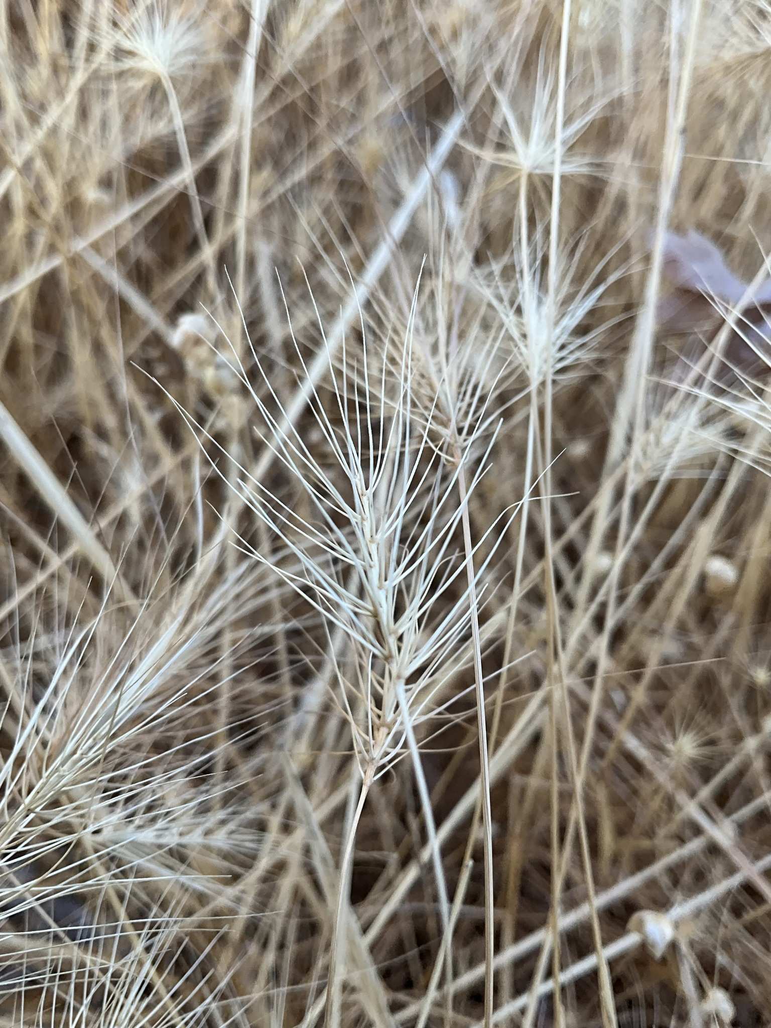 Taeniatherum caput-medusae