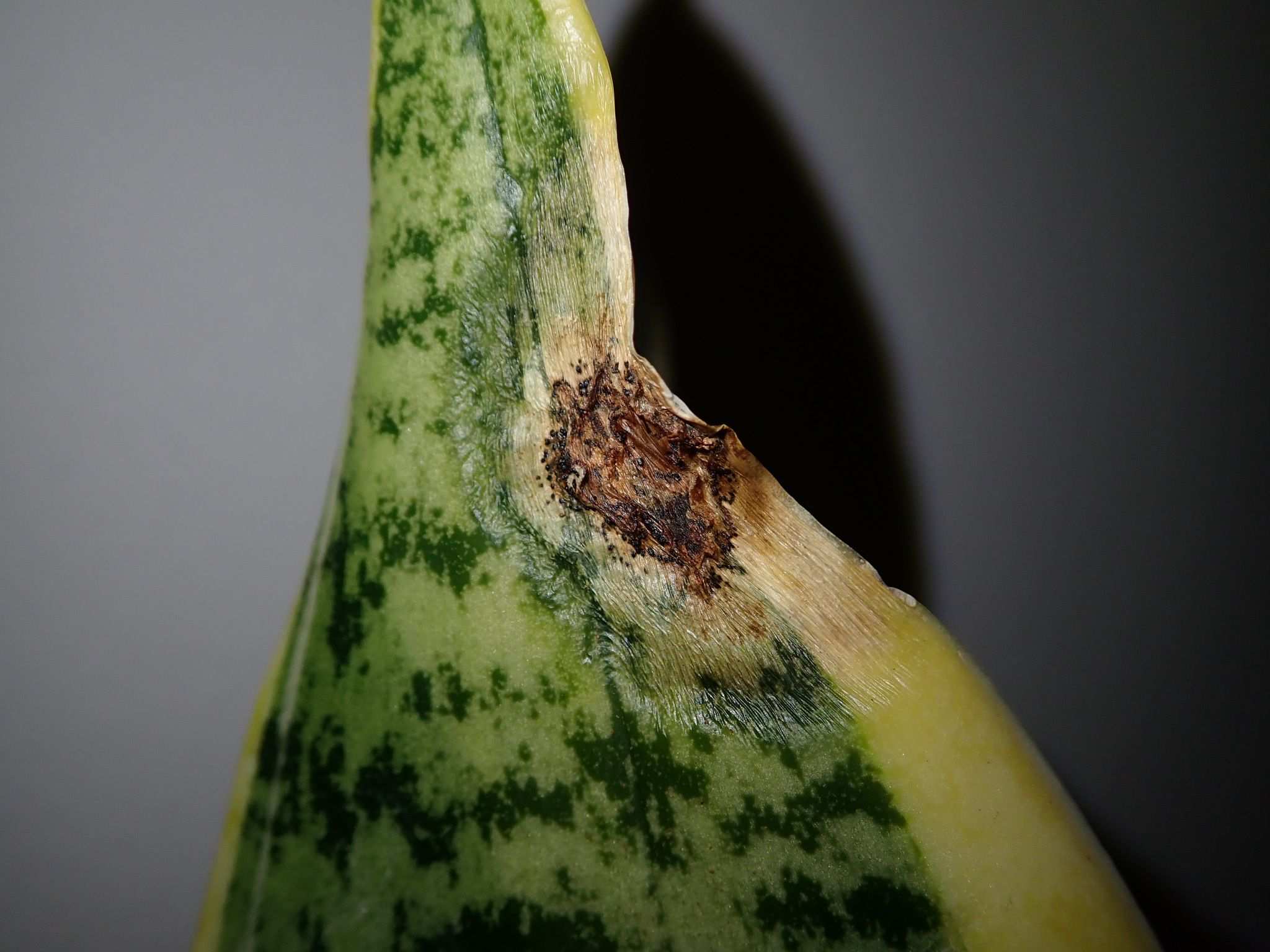 Colletotrichum sansevieriae
