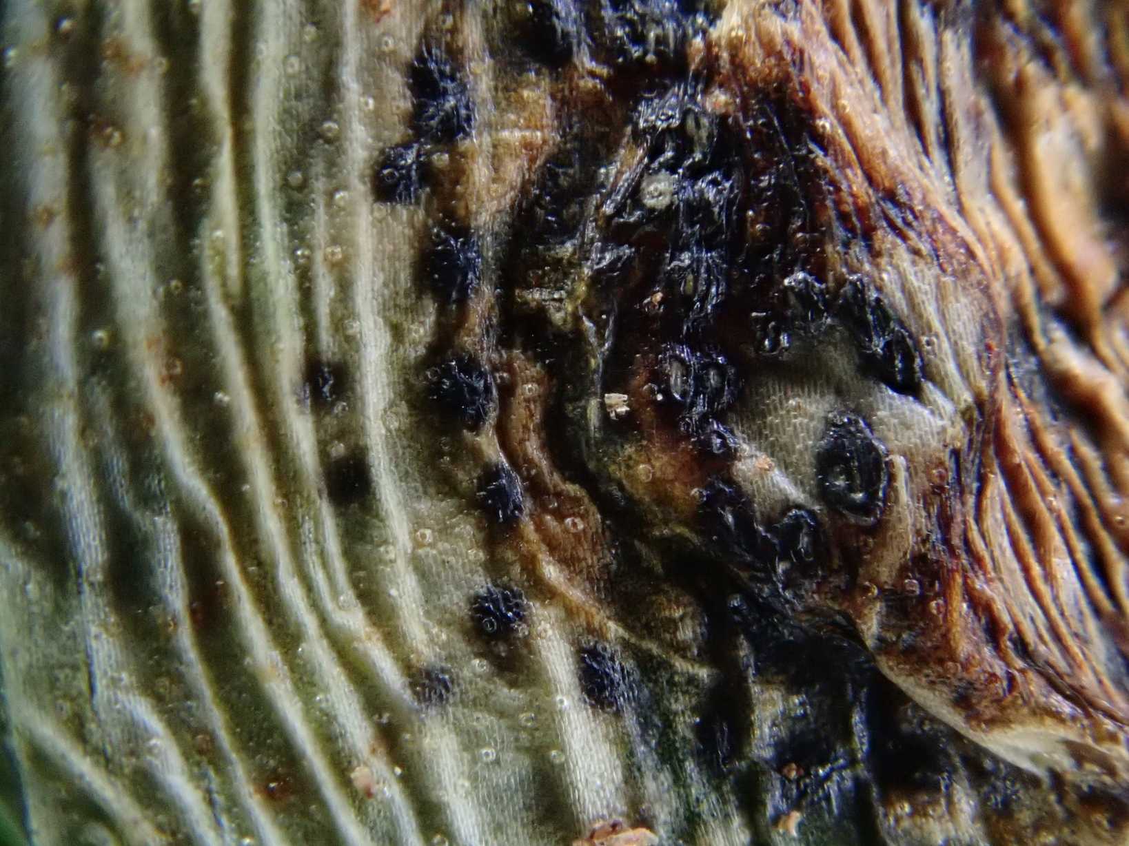 Colletotrichum sansevieriae
